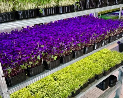 Configurație profesională pentru cultivarea microverdeturilor